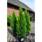 Thuja Test & Vergleich  Top 11 im Juni 2026