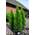Plantenwelt Thuja occidentalis Smaragd