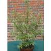 ‎Plantenwelt Wiesmoor 59876