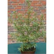 ‎Plantenwelt Wiesmoor 59876