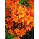 Plantenwelt Wiesmoor 87028