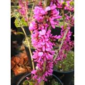 Plantenwelt Wiesmoor Chinesischer Judasblattbaum Vergleich