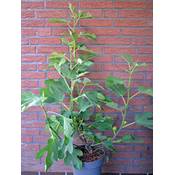 Plantenwelt Wiesmoor Ficus carica