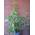 Plantenwelt Wiesmoor Ficus carica