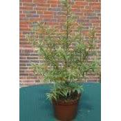 ‎Plantenwelt Wiesmoor Sanddorn