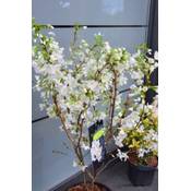 Plantenwelt Wiesmoor Zierkirsche Prunus kurilensis Brilliant