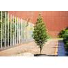 Plantapro Sciadopitys verticillata Japanische Schirmtanne