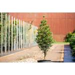 Plantapro Sciadopitys verticillata Japanische Schirmtanne
