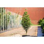 Plantapro Sciadopitys verticillata Japanische Schirmtanne