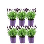 Plants by Frank 5419 Vergleich