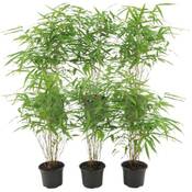 Plants by Frank Bambus Pflanze Vergleich