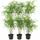 Plants by Frank Bambus Pflanze