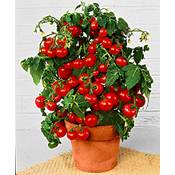 Prademir Cocktailtomate