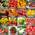Prademir Tomaten Saat Set