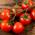 Prademir Tomatensamen Kirschtomate