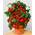 Prademir Tomatensamen Minibel