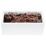 Proinsects 4260504710751