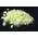 PyroPowders Sulfur