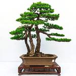 Qenci Japanische Weißkiefer