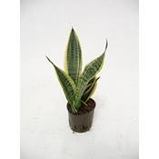 Reedwood Service GmbH Bogenhanf Sansevieria trifasciata Superba Vergleich