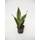 Reedwood Service GmbH Bogenhanf Sansevieria trifasciata Superba