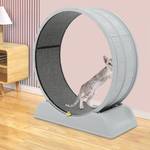 Rogowsen Katzenlaufband