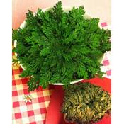 Rose jericho Rose von Jericho