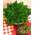 Rose jericho Rose von Jericho