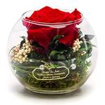 Rosen-Te-Amo Konservierte ewige Rose