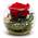Rosen-Te-Amo Konservierte ewige Rose