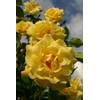 Rosen-Union 29896001