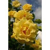 Rosen-Union 29896001 Vergleich