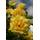Rosen-Union 29896001