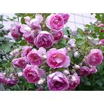 Rosen-Union 29904001