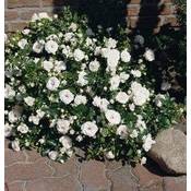 Rosen-Union 'Aspirin-Rose' Vergleich