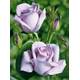 Rosen Union Edelrose Mainzer Fastnacht Vergleich