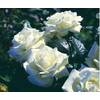 Rosen Union Edelrose Memoire