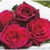 Rosen-Union 'Gräfin Diana'