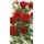 Rosen-Union Kletterrose
