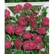 Rosen-Union Kletterrose Rosa Vergleich
