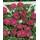 Rosen-Union Kletterrose Rosa