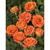 Rosen-Union Kletterrose Orange Vergleich