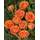 Rosen-Union Kletterrose Orange