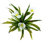 S Vd Velde Waterplanten Krebsschere