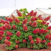 Sadowniczy Rispenhortensie Bukietowa Ruby Vergleich