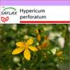SAFLAX 15208