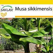 Saflax 32946 Vergleich