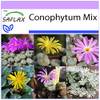 Saflax Conophytum Mix