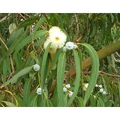 Saflax Eucalyptus