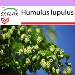 Saflax Humulus Lupulus